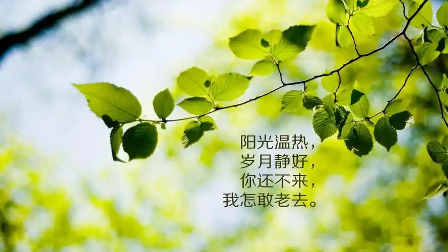 感人至深的文字意境图片桌面壁纸