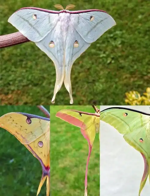 大蚕蛾图片合集女生最爱