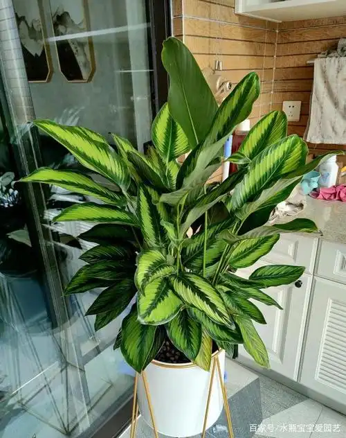 夏天,养这4种观叶植物,好看又好养,让我们清凉一整夏