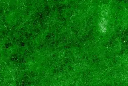 绿色的海藻图片