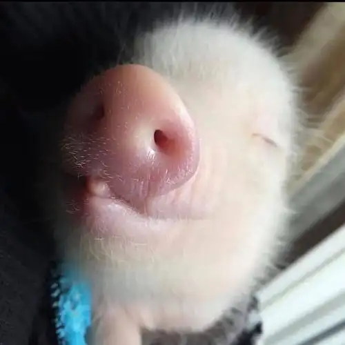 叮咚~您的粉嫩小猪鼻已经送达请记得查收~#日常吸猪