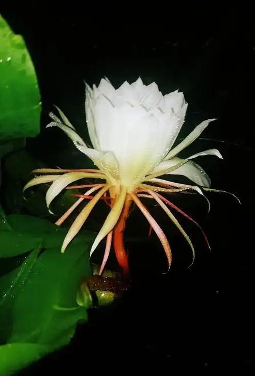 第一次自己养的昙花开花了心里别提有多开心了