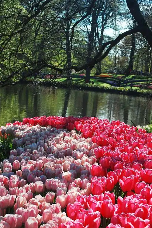 荷兰库肯霍夫郁金香公园的迷人风光