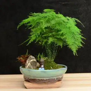 文竹盆景植物室内书房