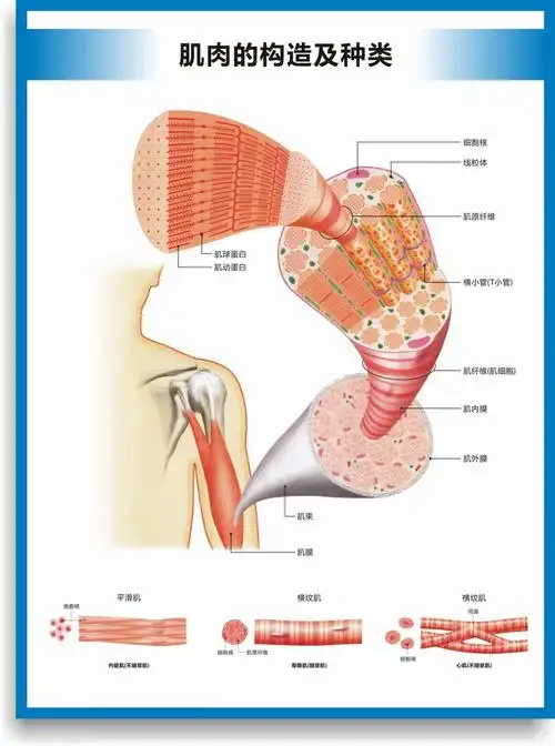 人体肌肉挂图 全身人体肌肉图解剖图结构图人体运动图高清医学健身