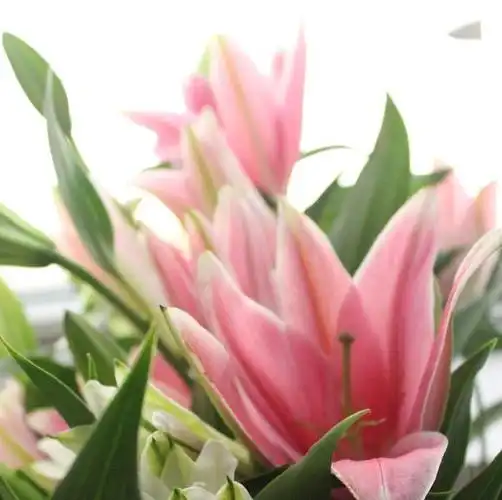 顺丰包邮基地多头香水百合批发白百合粉百合