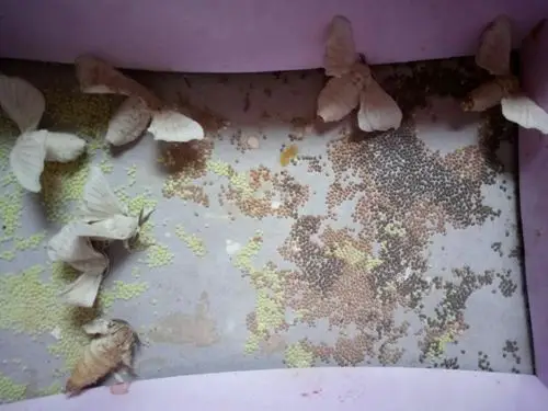 年5月13日     星期天     晴       这些天,我家的蚕蛾陆续产卵了,而