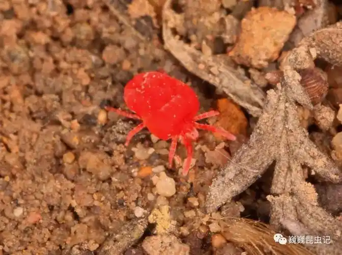 虫来如此细小的蜱螨也逃不出被琥珀包裹的命运