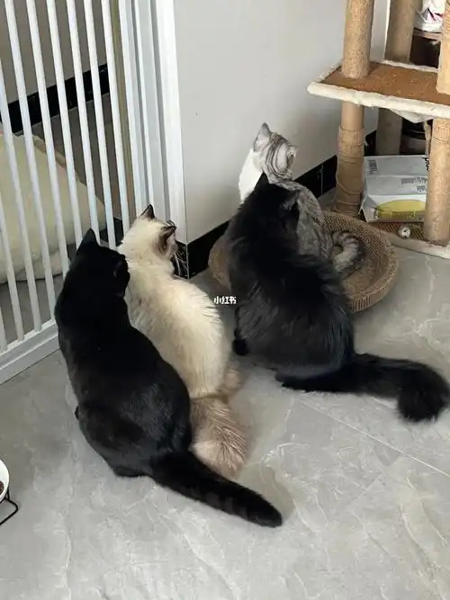 黑猫  #猫咪日常  #吸猫  #我的猫  #布偶  #银渐层