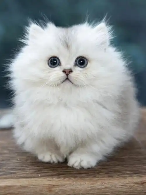 金吉拉色拿破仑矮脚猫