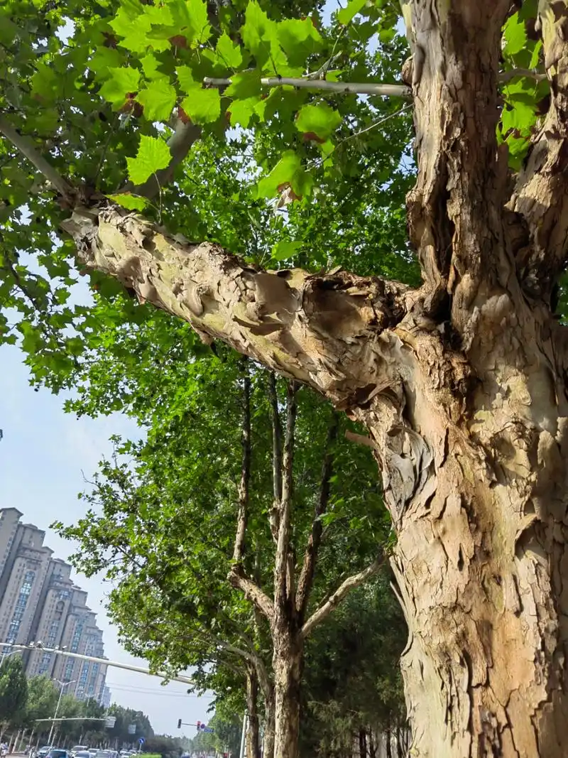 法国梧桐树的皮长什么样子  树皮是比较难画的物象,今天拍下来的是