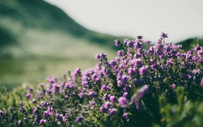 可爱紫色小花唯美高清图片壁纸 第9页-高清背景图-zol桌面壁纸
