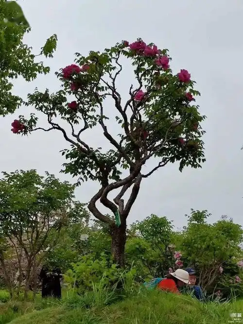 九洲池百年老牡丹花盛开