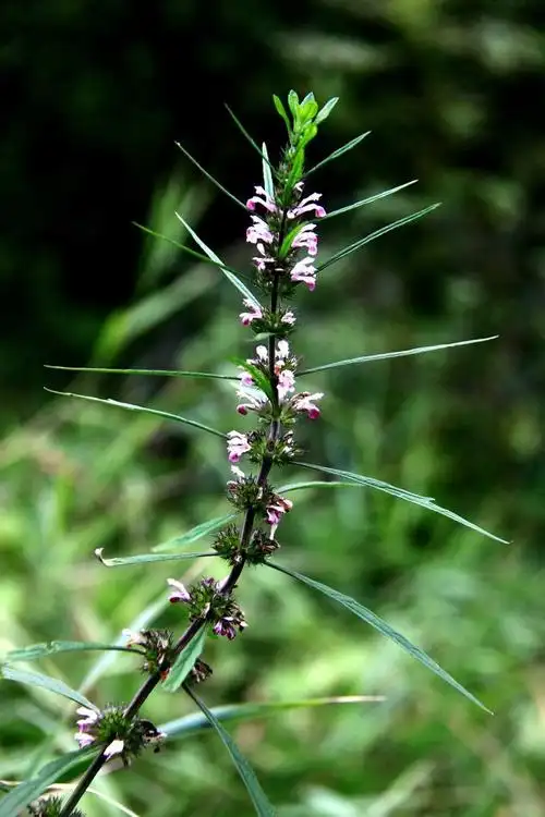 【益母草】唇形科,益母草属_第2张图片