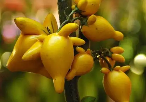 20种家庭观果植物,色彩艳丽,形态奇特,着果丰富,您见过几种?