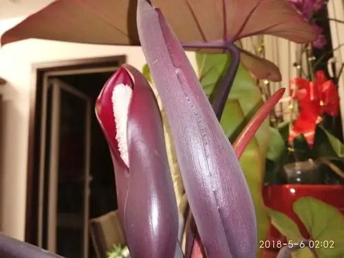 俺家红苞喜林芋又开花啦