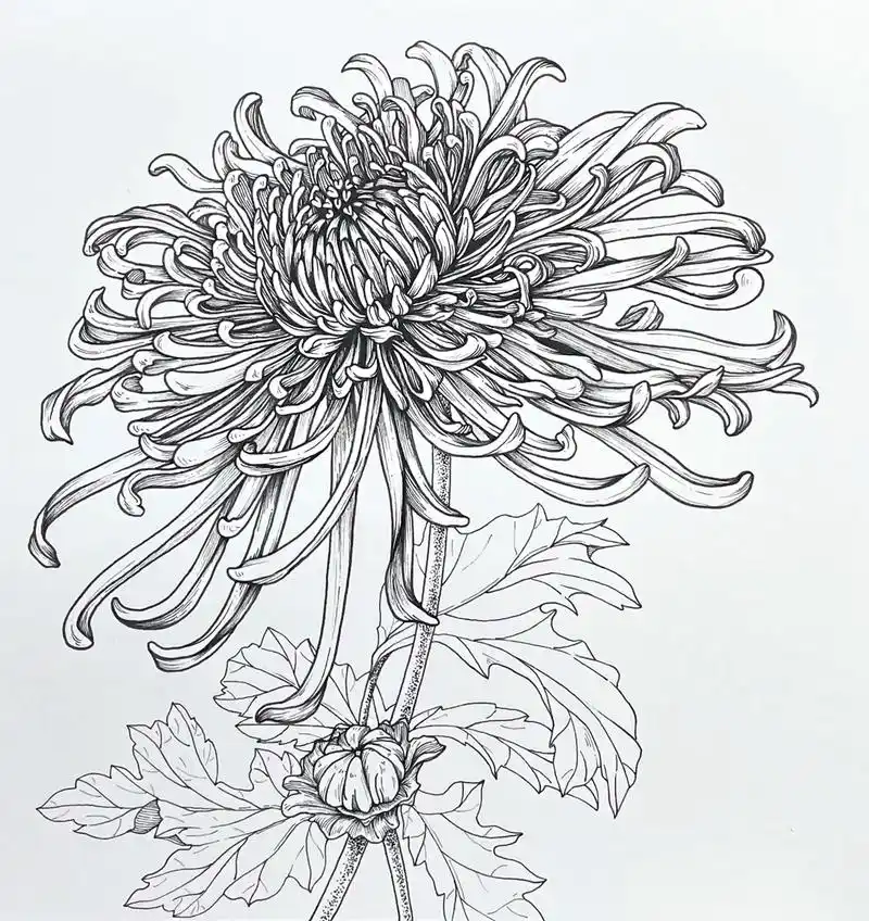 菊花 线描教程分享.#手稿分享 #教你画 #画花 #菊花绘画 - 抖音