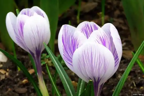 番红花是一种高贵的植物,其深红色的花瓣带有金色的花丝,散发出诱人的
