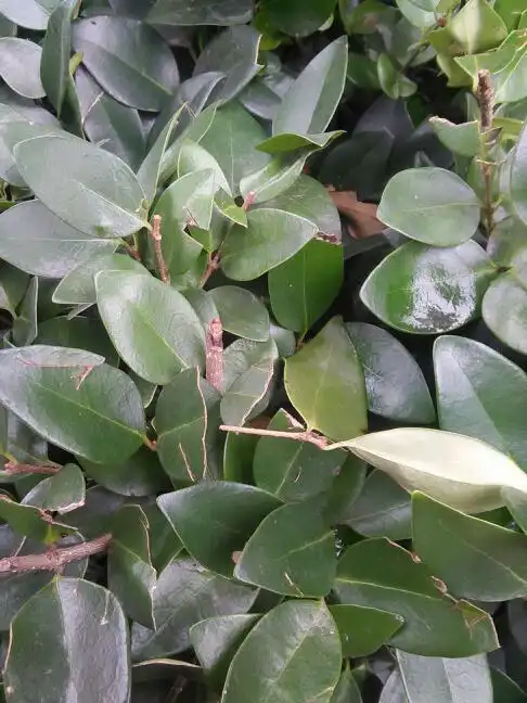 这些矮灌木丛学名叫什么啊?