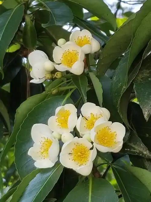 长满树上的荷花-木荷【手机原创】