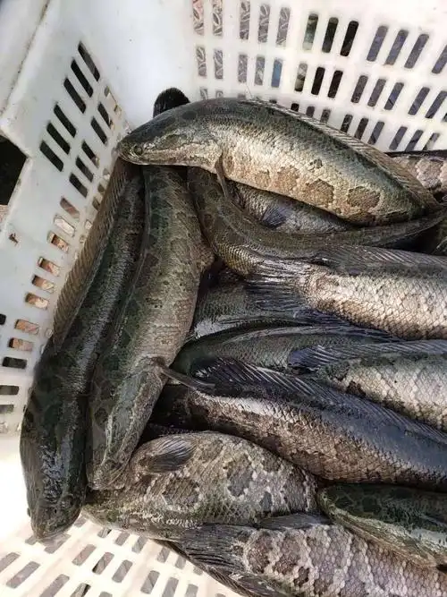 乌鳢统货大黑鱼出售乌鳢批发供应酒店58斤大黑鱼批发