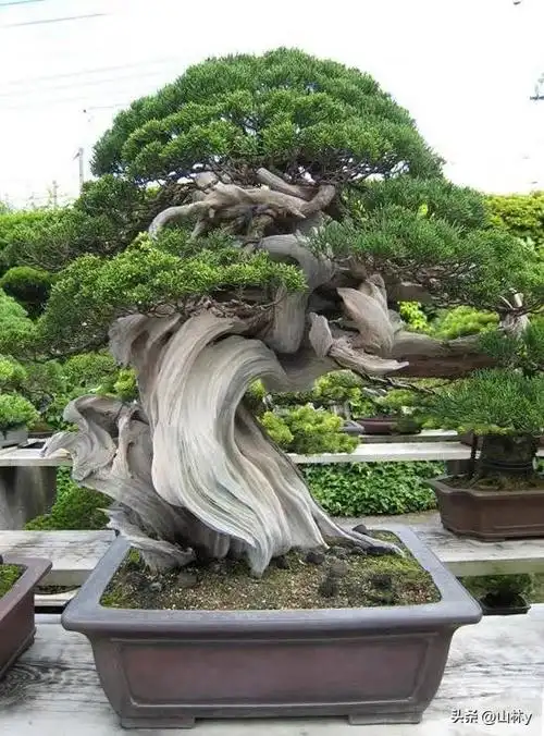 世界顶级盆景,无与伦比的美丽,真是令人叫绝!