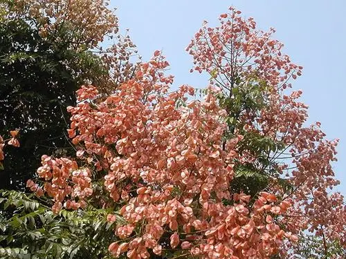 台湾栾树 - 植物世界 - hot spot image - 热点影像论坛!