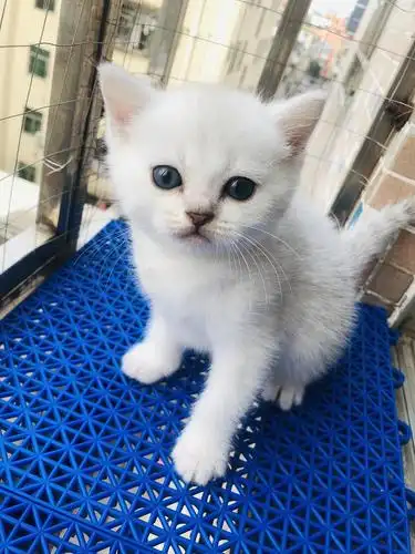 家养银渐层全款1000布吉文博宫