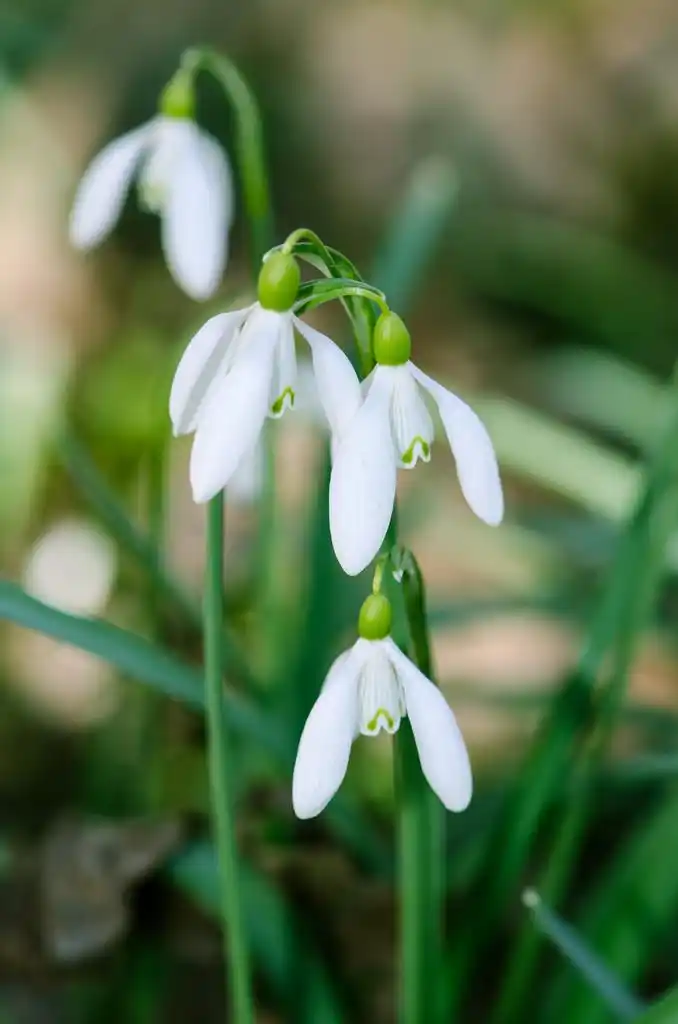白色的雪花莲,在绿色背景上的白色雪莲