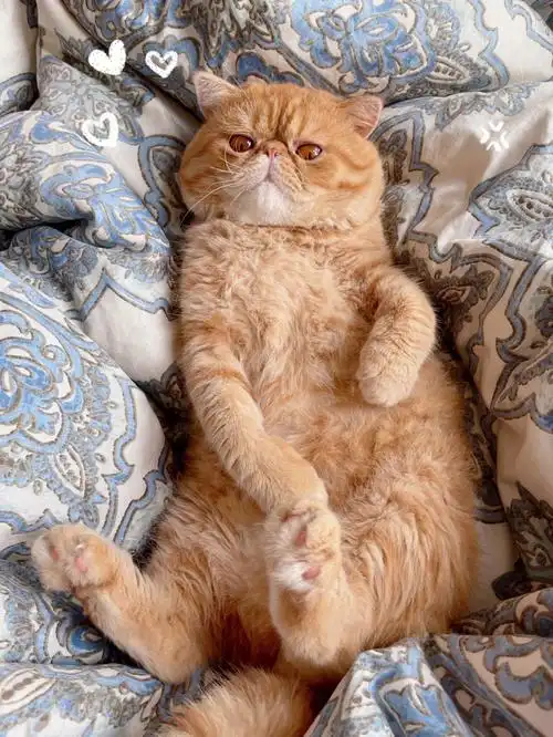 红虎斑加菲猫肥宅弟弟