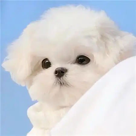 超级可爱的萌宠头像 萌宠来袭 萌化你的心