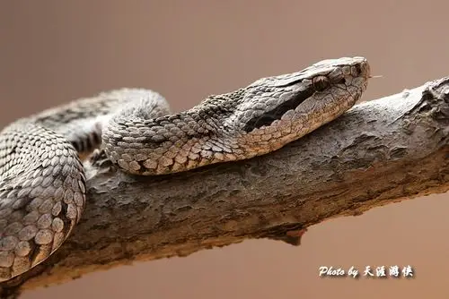 蛇岛的黑眉蝮蛇