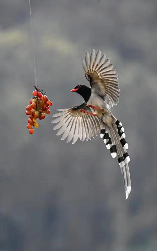 红嘴喜鹊 - 杭州大雄 - 图虫