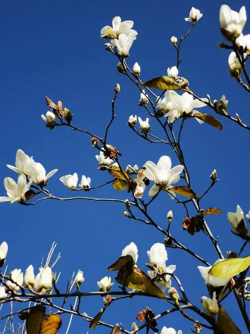 白玉兰树木高大,开花位置较高,迎风摇曳,神采奕奕,宛若天女散花,很美!