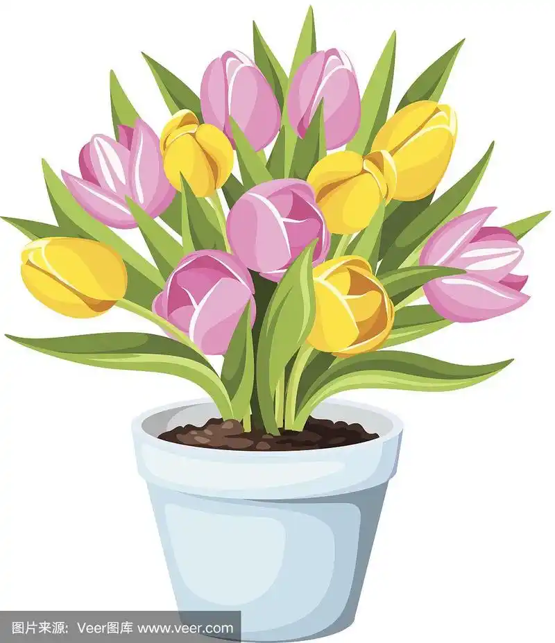 花盆中的郁金香花.矢量插图.