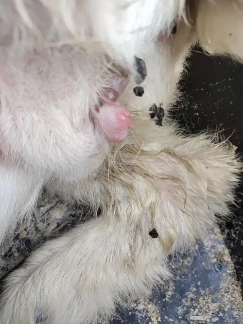 小母羊尿道长的小肉球怎么回事能治