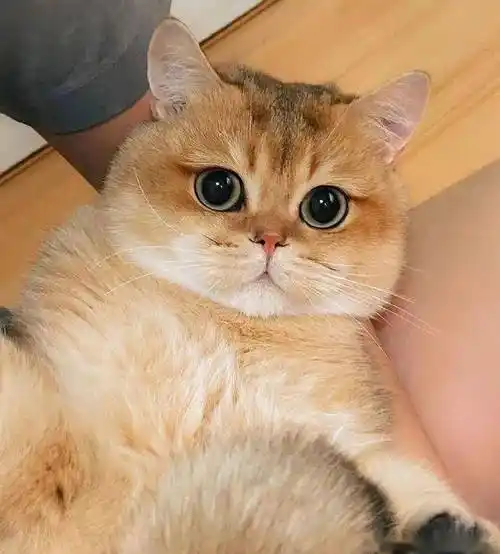 吸一口可爱的小胖纸梦想小猫金渐层萌化了