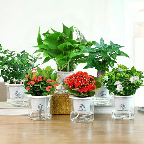 绿萝办公室去除好养水培绿植室内办公吊兰植物绿植