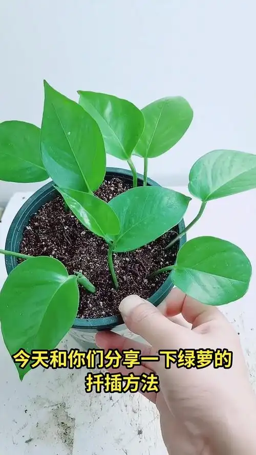 绿萝最常见的繁殖方法就是扦插