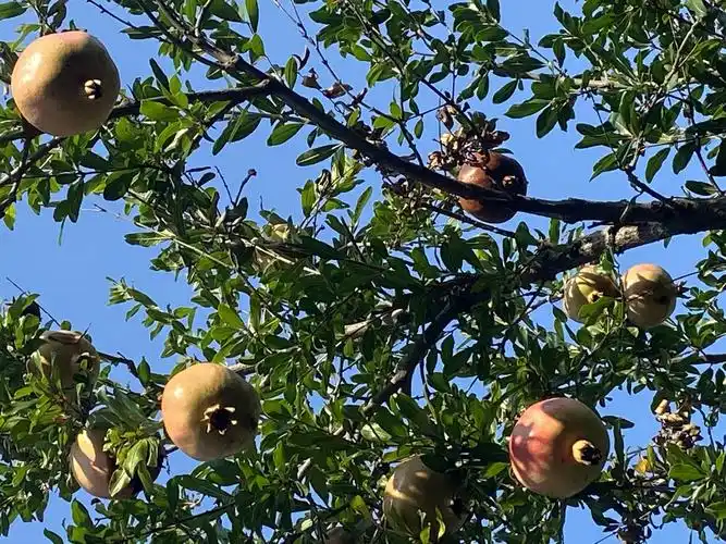 三棵生长了八十多年的石榴树,苍老的躯干与鲜艳的石榴.