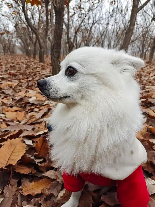 宠物生活照|摄影|宠物摄影|集美印象 - 原创作品 - 站酷 (zcool)