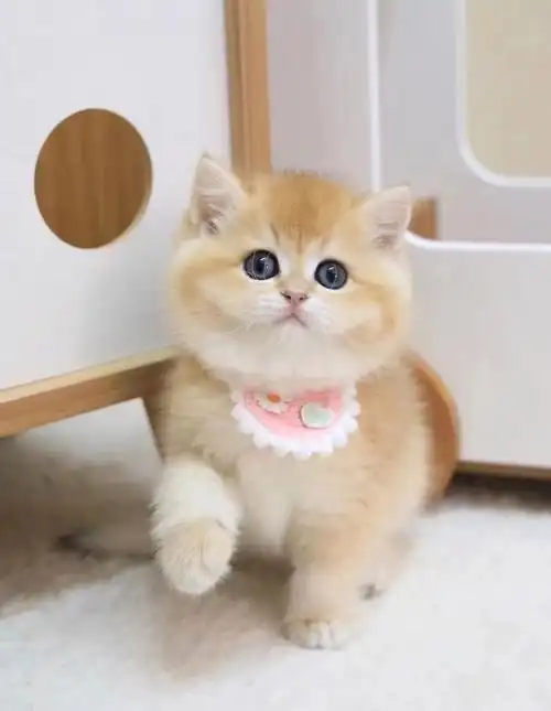 金渐层幼猫金渐层价格金渐层多少钱一只