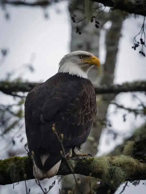 打鸟白头海雕美国奥林匹克国家公园