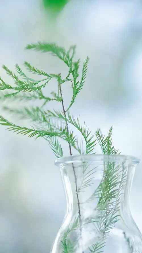 【v粉壁纸】小清新养眼植物【7p】