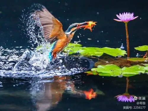 翠鸟属(学名:alcedo)的鸟类,属中型水鸟.