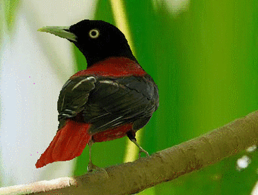 难得一见的动态美鸟图