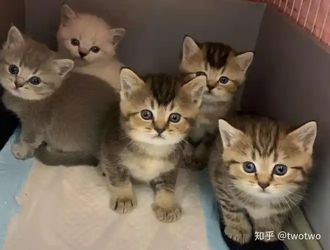 有没有蓝猫公和母猫金渐层配的会出什么样的毛色