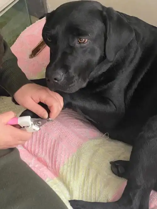 拉布拉多之剪指甲篇
