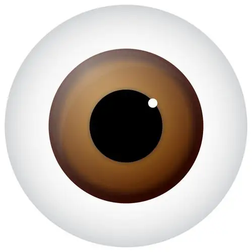 棕色眼睛,褐色,褐色眼睛,插画