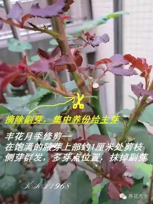 图解最强盆栽月季修剪教程一看就会